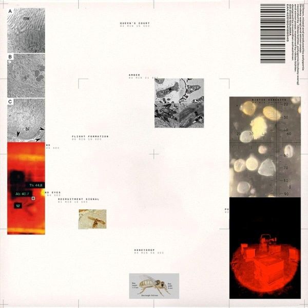 Polygonia / Simon Popp - Apiformes 黑膠1LP 