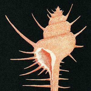 VEG - ADRIFT IN TIME 黑膠1LP 