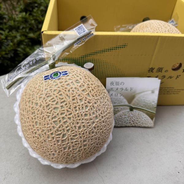 【優惠中】高知縣青肉哈密瓜 