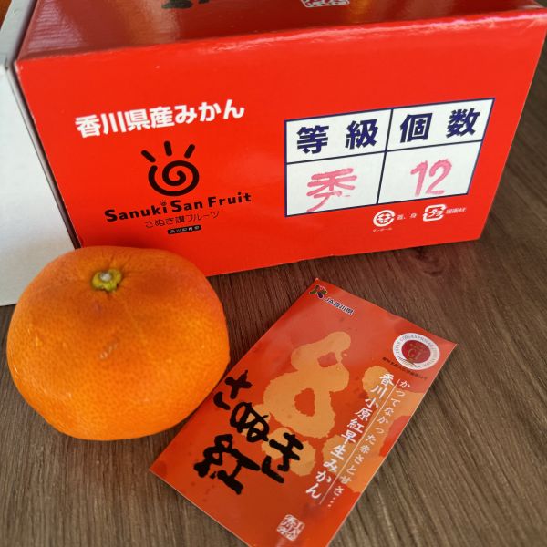 香川小原紅早生蜜柑 