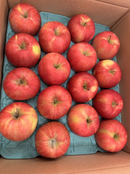 山形縣紅顏姬蘋果 