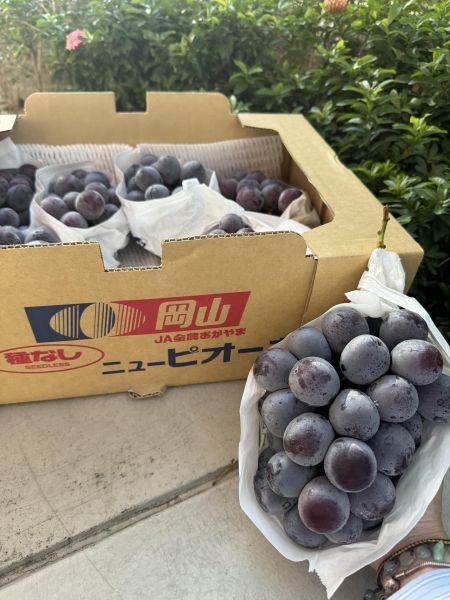 日本岡山貓眼葡萄 