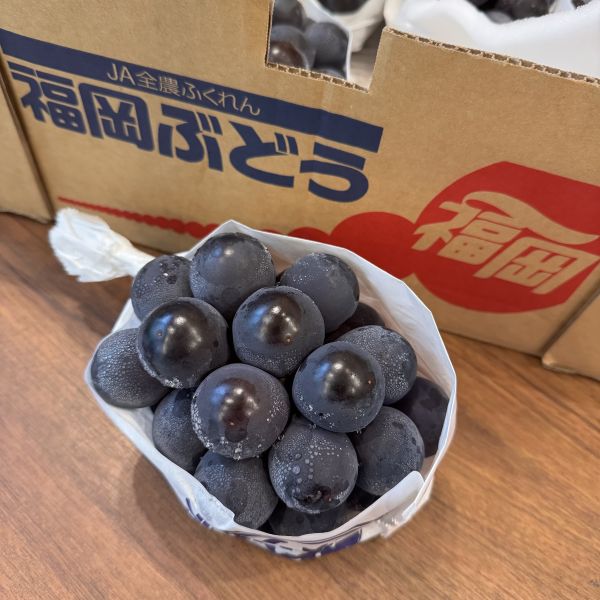 日本福岡貓眼葡萄 