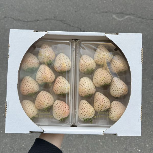 【香甜雪白】佐賀唐津雪兔白草莓 