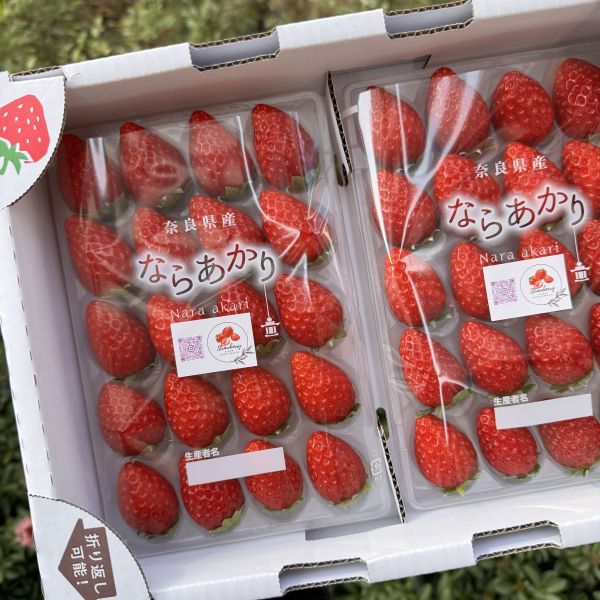 《新品種》奈良之光 