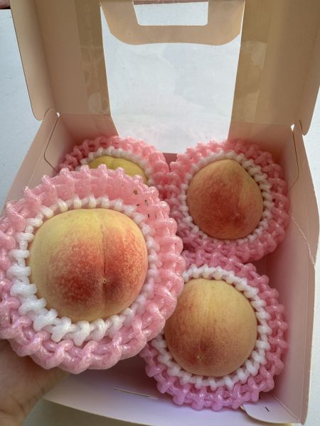 壽康桃野餐盒 