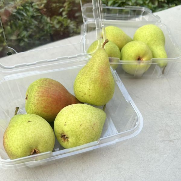 《清甜脆口》紐西蘭香香梨 