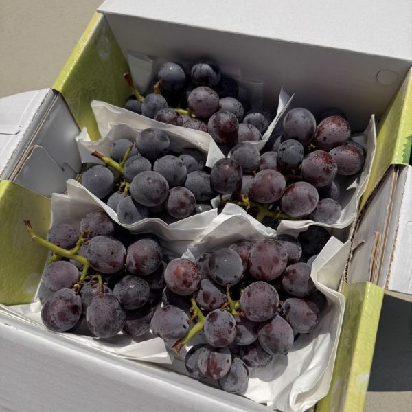 【當季必吃】彰化巨峰蜜葡萄 