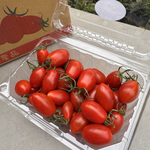 溫室玉女小蕃茄 
