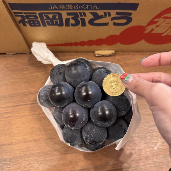 日本福岡貓眼葡萄 