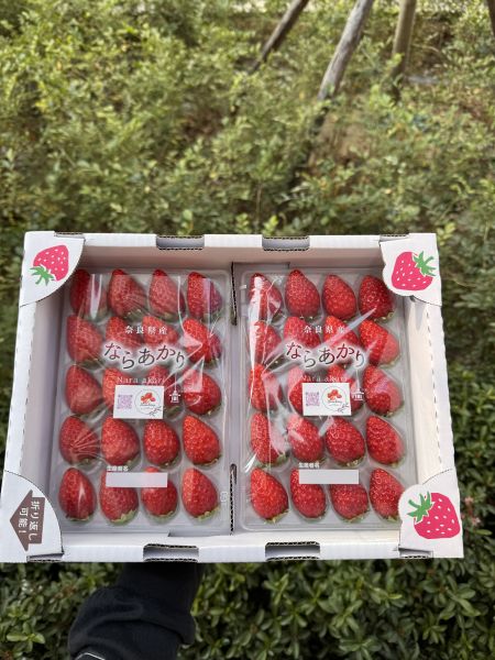 《新品種》奈良之光 