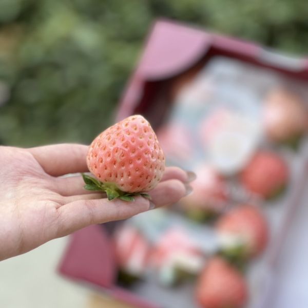 【稀有甜美】奈良棉花糖草莓 