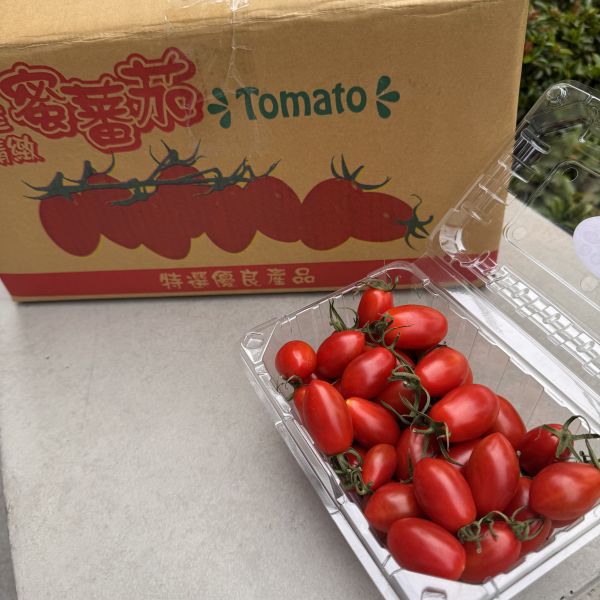 溫室玉女小蕃茄 