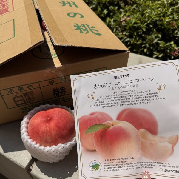 長野志賀高原川中島白桃 