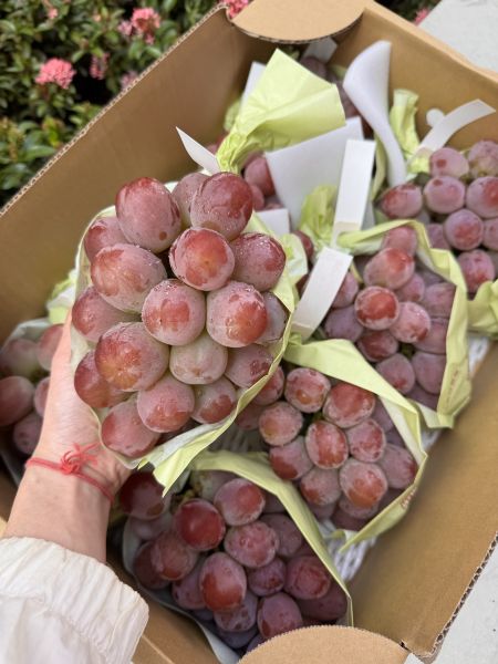 【人氣】長野妃紅提葡萄 
