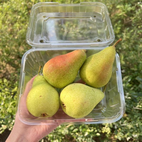 《清甜脆口》紐西蘭香香梨 