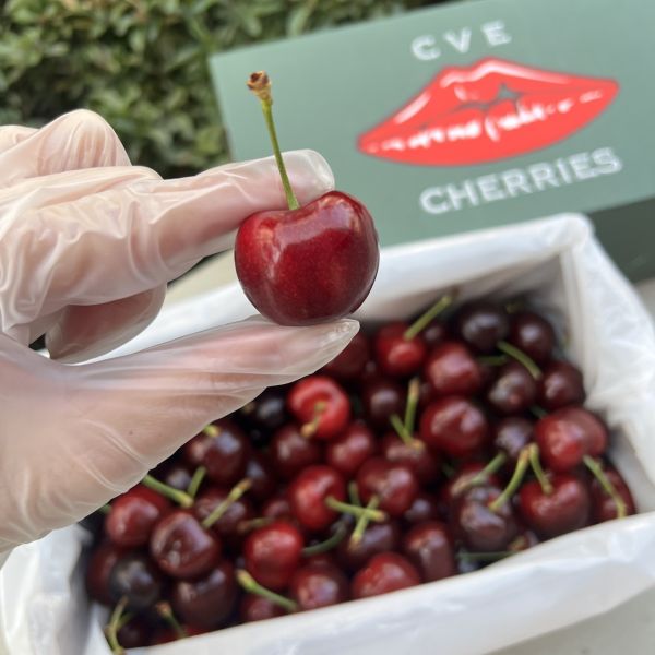 【櫻桃屆LV】紐西蘭空運大嘴巴櫻桃 