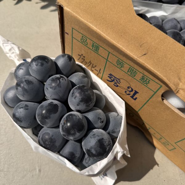 山梨縣黑堤葡萄 