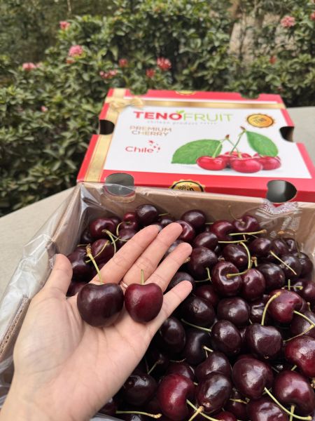 《高CP》智利海運紅櫻桃 