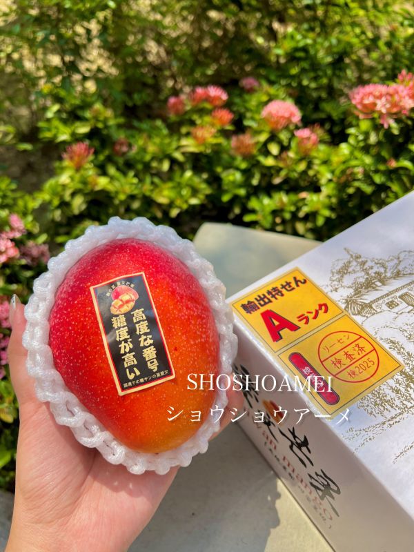 【現正必吃】屏東枋山艷之夏芒果 