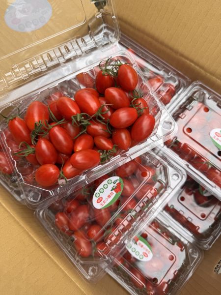 溫室玉女小蕃茄 