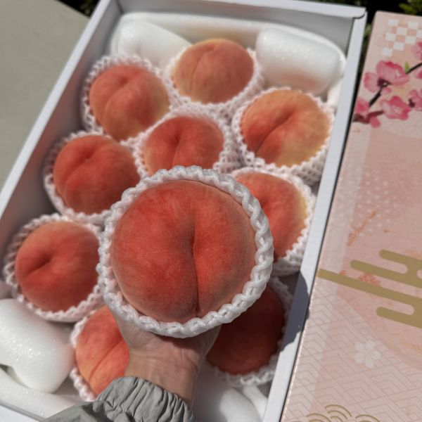 山形縣特秀級白桃 