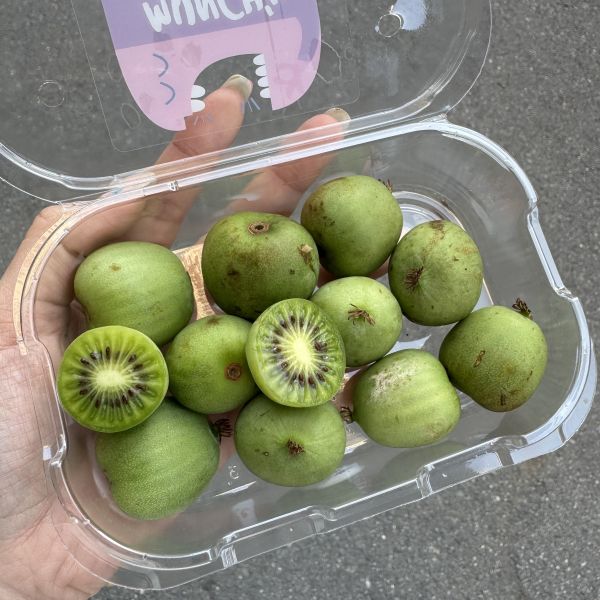 紐西蘭寶貝奇異果 