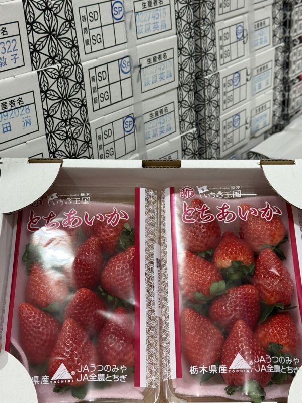 栃木縣栃愛香草莓 