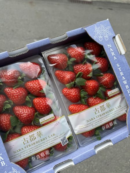奈良古都華草莓 