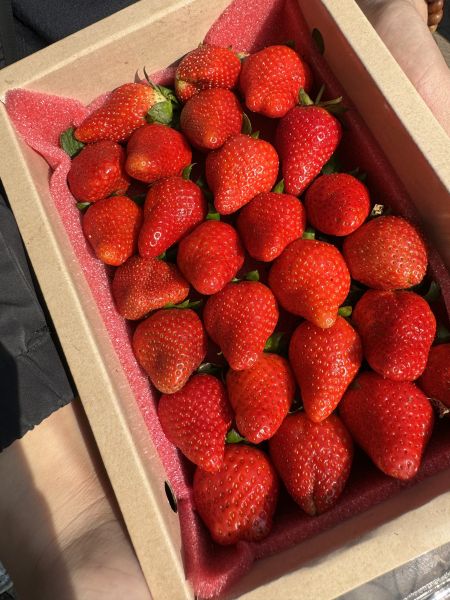 《預購中》苗栗大湖萬發統多多草莓 