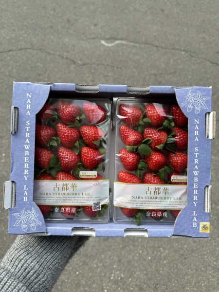 奈良古都華草莓 