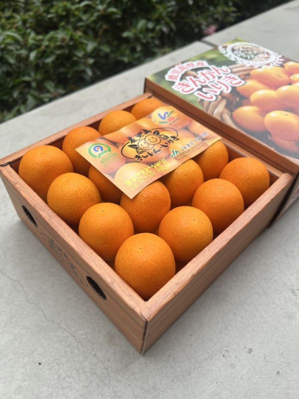 鹿兒島金桔排排站禮盒 