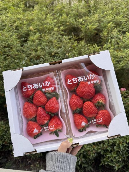 [必吃草莓] 栃木縣栃愛香草莓 