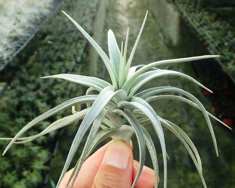 多國花 stricta 'Angel White' 