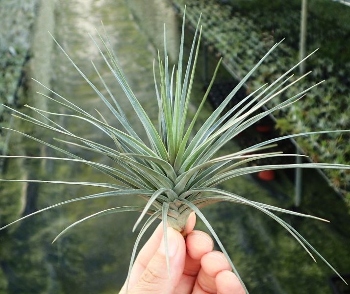 多國花 stricta 'Rio Negro' 