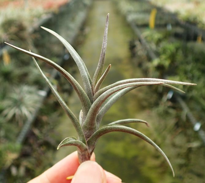 albertina x muriae 