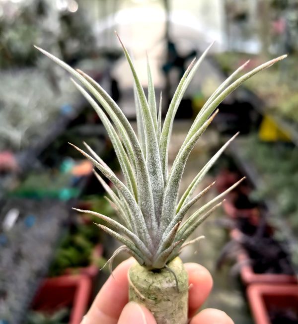 伊莉莎白x 華美露拉小精靈/elizabethae x ionantha 'Huameula' 