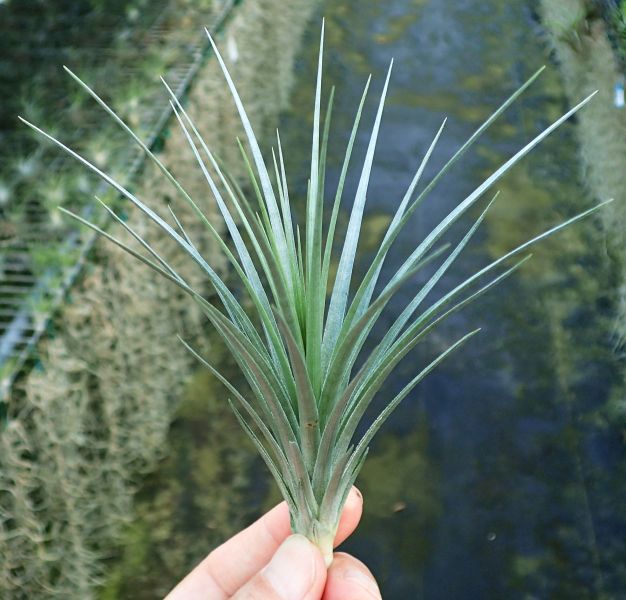 多國花 stricta 'Stiff Star' 