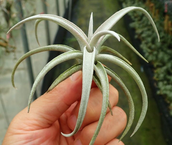 香檳巨大型 / chiapensis 'Giant' 