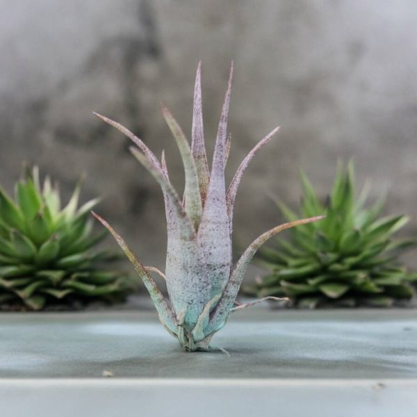旋風巨大 /  flexuosa giant 
