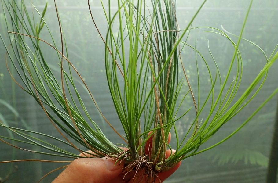 稻草 / remota 