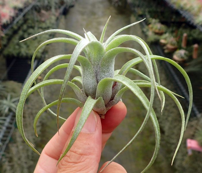 'X Redy' x 電捲 / 'X Redy' x streptophylla 