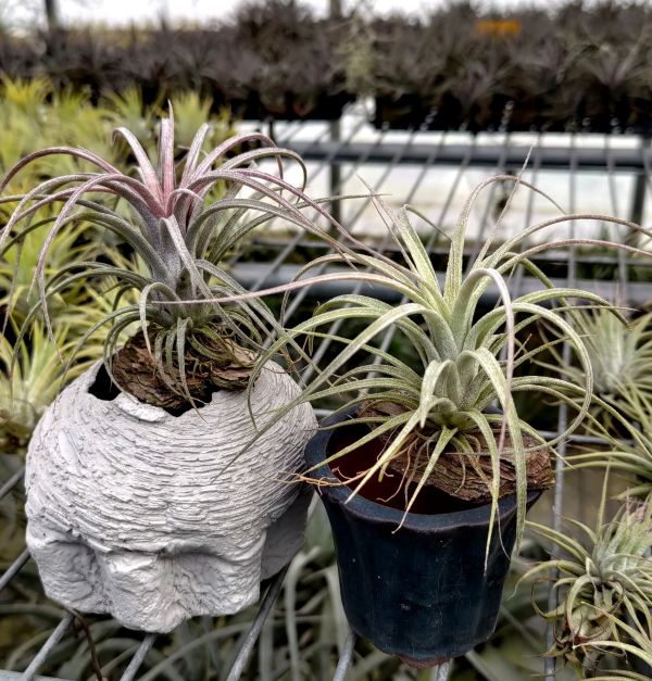 噴泉x德魯伊小精靈/exserta x ionantha 'Druid' 