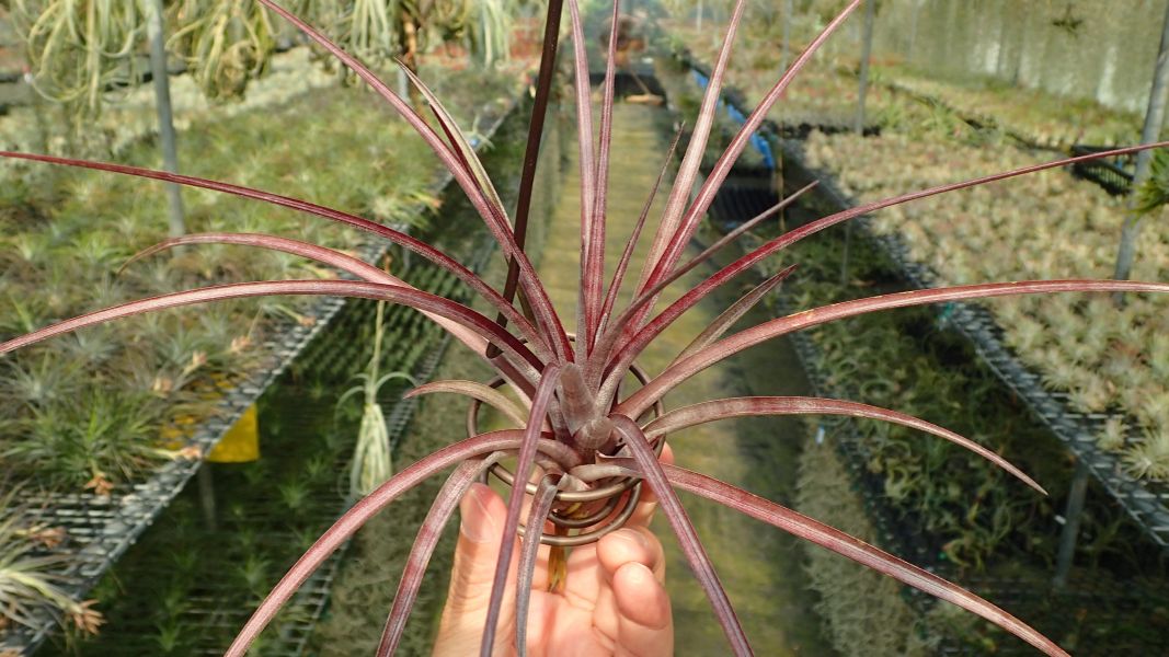 卡比多明尼加 x casallena 