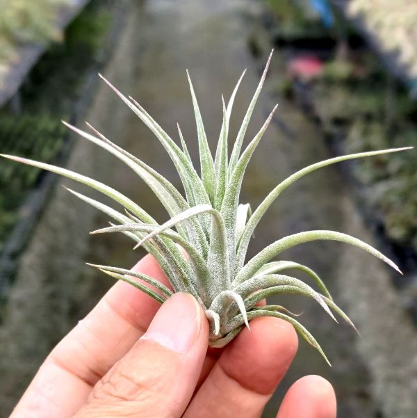 (香檳x空可樂)x 蜜桃綠小精靈 