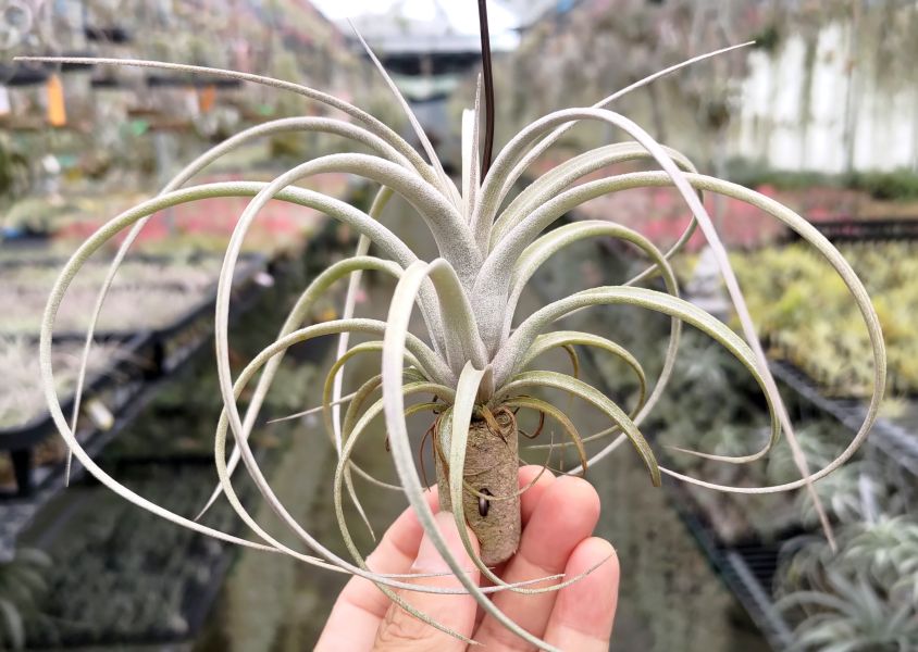 噴泉x霸王 / exserta x xerographica 空氣鳳梨