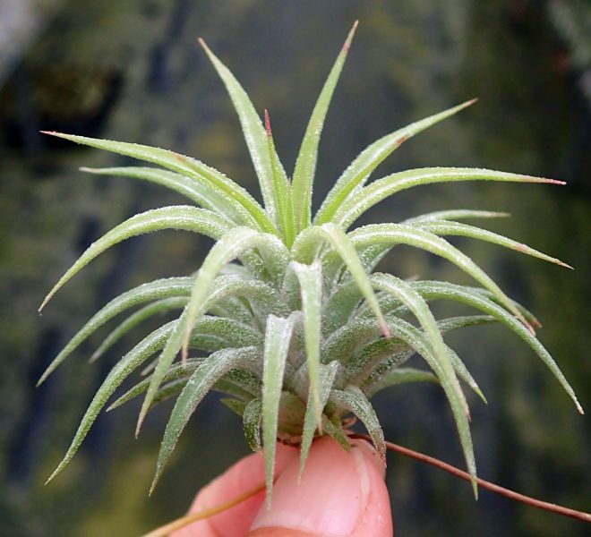 噴泉小精靈 / ionantha 'Fountain' 