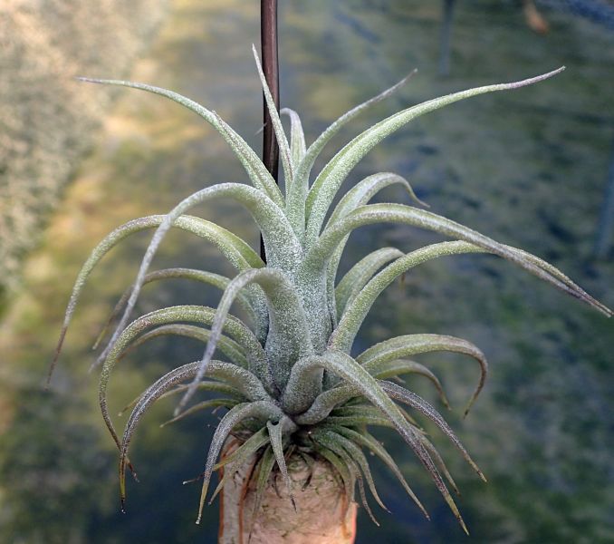 (空可樂x電捲)x(電捲x費西) / (contolor x streptophylla)x(streptophylla x fasciculata) 