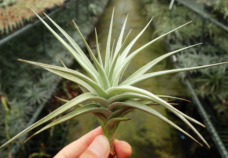 黃水晶變種 / ixioides 'Blue Albino' 