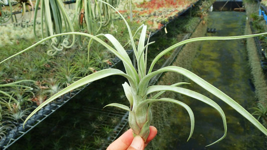 電捲x柳葉 / Aspiration(streptophylla x balbisiana) 